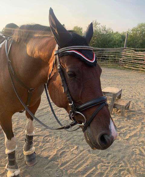 psr canada fly veil